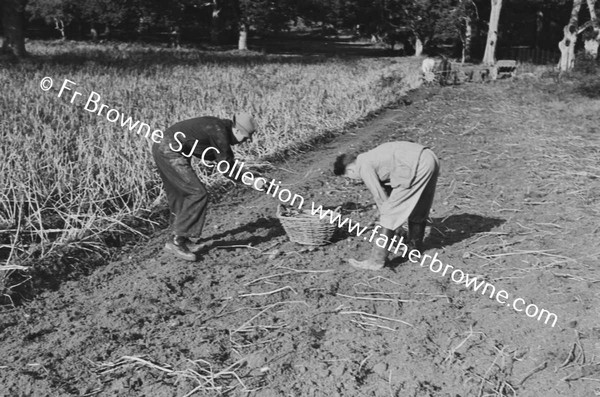 LIFTING POTATO CROP OAKWOOD TRAINGLE